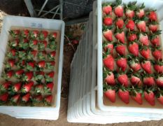 优质草莓以大量上市需要的联系