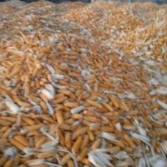 黑龙江省齐齐哈尔市依安县锦绣-206玉米