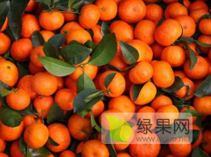 代销沙糖桔-湖北襄阳竹叶山农产品交易中心春光果行