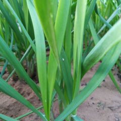 优质无公害韭菜