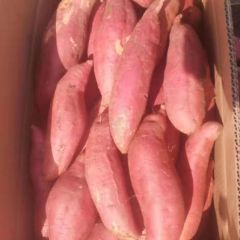 坡地西瓜红正在大量供应