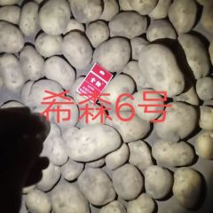 诚信武川四子王旗土豆购销经纪人