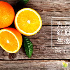 正宗秭归脐橙九月红伦晚全国各地诚招代理一件代发
