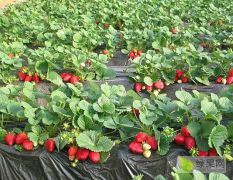 大量批发出售草莓价格便宜