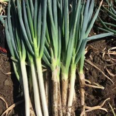 平度铁杆大葱大量上市中