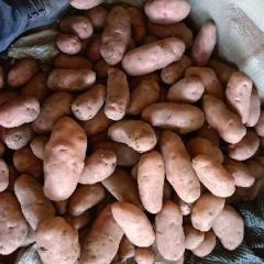 红皮土豆 川引二号 供应