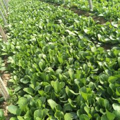 小白菜15830027536