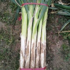 保定市蠡县颜庄村