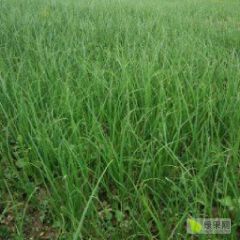 现大量供应二红洋葱苗，