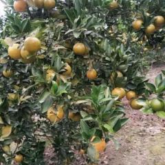 皇帝柑大量上市