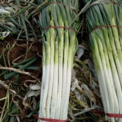 青州长白大葱大量上市了 欢迎前来洽谈收购