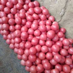 博野里村西红柿