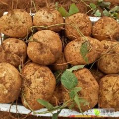 广东省湛江凉薯大量上市