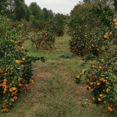 宜昌蜜橘大量上市，喜欢的客户前来看货！