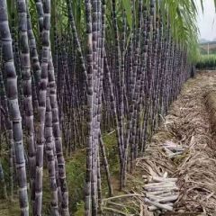 广西—黑皮甘蔗直销