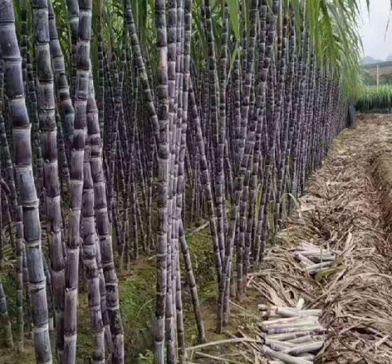 2019年广西龙州黑皮果蔗价格