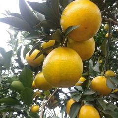 广西红江橙，沃柑大量供应