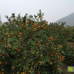 出售南丰蜜桔 早熟国庆