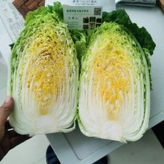 湖北精品黄心大白菜，基地只发，专业打包装车！！！