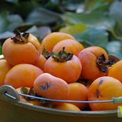 代销柿子-湖北襄阳竹叶山农产品交易中心春光果行