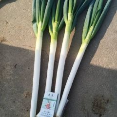 精品大葱，大量上市