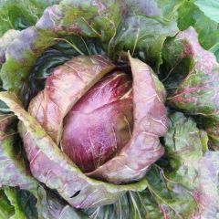 红菊苣，原产地中海沿岸