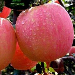 临猗冰糖心红富士苹果