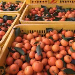 沙糖桔上市，欢迎各大果商来收