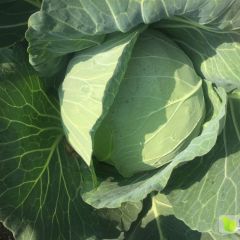 扁包菜大量上市