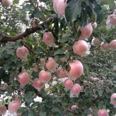 临猗苹果，冰糖心特大，纯甜！