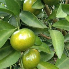 永福富硒优质清香蜜橘上市中