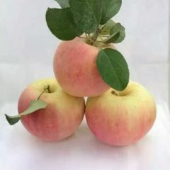 皖北沙河果园晚富士苹果香甜可口，味美多汁