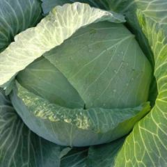 奥奇娜，奥奇丽，大量供应