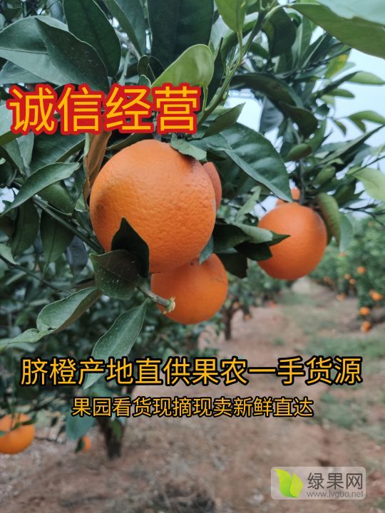 2019年湖北秭归秭归脐橙价格