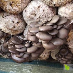 鲜蘑菇黑平菇大量出售