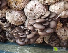 鲜蘑菇黑平菇大量出售