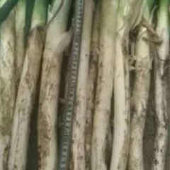 寻求各大收葱老板合作