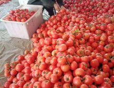 费县硬粉西红柿，果形好，颜色红，自然熟
