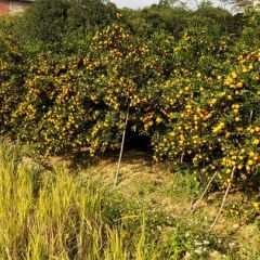 雅鑫水果代为一条服务