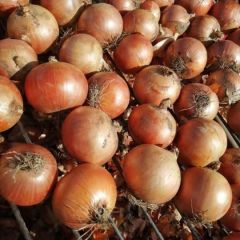 供应优质黄皮洋葱，货在吉林长春