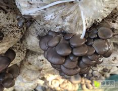 鲜蘑菇大量出售黑平菇