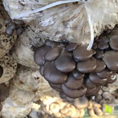 鲜蘑菇大量出售黑平菇