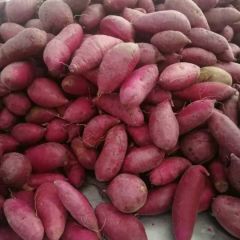 【窖藏】精品紫罗兰商品薯