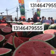 安生农掌门一号甜王中熟大果型种子西瓜种子甜王种子