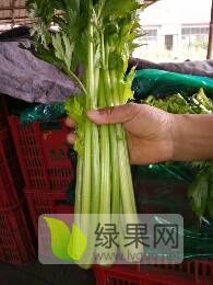 西芹大量上市