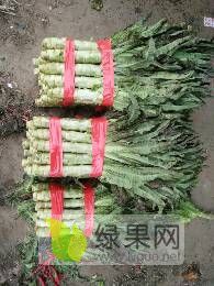 沂南县莴苣大量上市