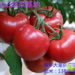 辽宁沈阳蔬菜基地，大量供应叶菜苦菊，西红柿等。