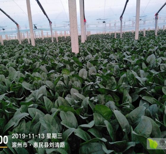 2019年山东惠民黑叶菠菜价格