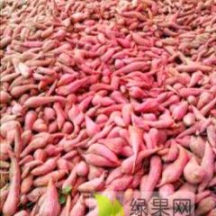 西瓜红蜜薯大量供应