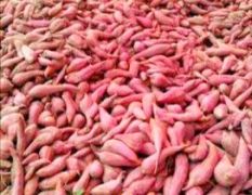 西瓜红蜜薯大量供应